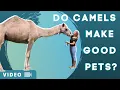 Do Camels Make Good Pets