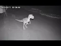 60 Extinct Animals and Creatures Caught ALIVE on Camera