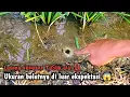Download Lagu TAK DI SANGKA‼️DI KIRA KECIL TERNYATA UKURAN BELUTNYA WADIDAW