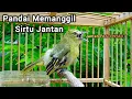 Download Lagu Sirtu betina memanggil jantan - Sirtu/cipoh betina gacor pandai merayu sirpu gacor nyaut