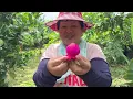 Download Lagu Gak Nyangka  ‼️ Sulastri 15  Makan Buah Naga  Petik dri Pohon Langsung , Tkw Taiwan.