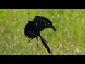 Lagu Widowbird Jumping Competition | Planet Earth II | BBC Earth