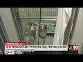 Free spay and neuter program targets pit bulls as Cleveland shelters hit capacity