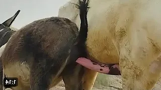 donkey breading donkey sex full video 