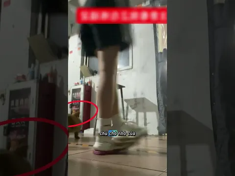 Thật bất ngờ với chú chó nhỏ