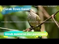 Lagu Masteran cucak rowo gacor | Kicau Burung Mp3