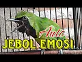 Download Lagu Cucak Ijo Bongkar Isian Kuntilanak Mix gereja Tarung