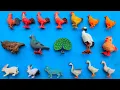 Download Lagu suara hewan.. ternak ayam, bebek, angsa, kelinci, kucing, burung merak, burung unta, burung merpati.