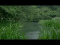 Download Lagu The beautiful little river is raining(166) , sleep, relax, meditate, study, work, ASMR