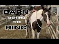 Everything from APHA to Zebus at Bowie Horse Auction