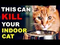 Download Lagu If You Have an Indoor Cat, Never Do This (Scientists Warn) 🔥