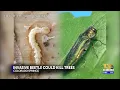 Colorado Springs confirms detection of emerald ash borer