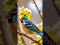 Download Lagu Al Akhlas #egzonibrahimi #quranrecitation #birds #nature #fruits #flowers #reducestress #duet