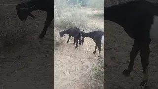 ماعز يمارس الجنس مع ماعز Viralvideo Animals Reels Shortvideo Lifeisbutadream 