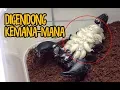 Lagu Ratusan anakan scorpion di punggung induknya