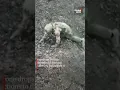 Download Lagu Russian soldier surrenders to Ukrainian drone outside Bakhmut