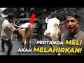 Lagu BAWA PULANG MELI KE TEMPAT DIA PERTAMA KALI DATANG..!