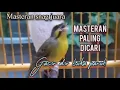 Download Lagu mozambik gacor speed rapat ‼️masteran yang banyak di cari ....