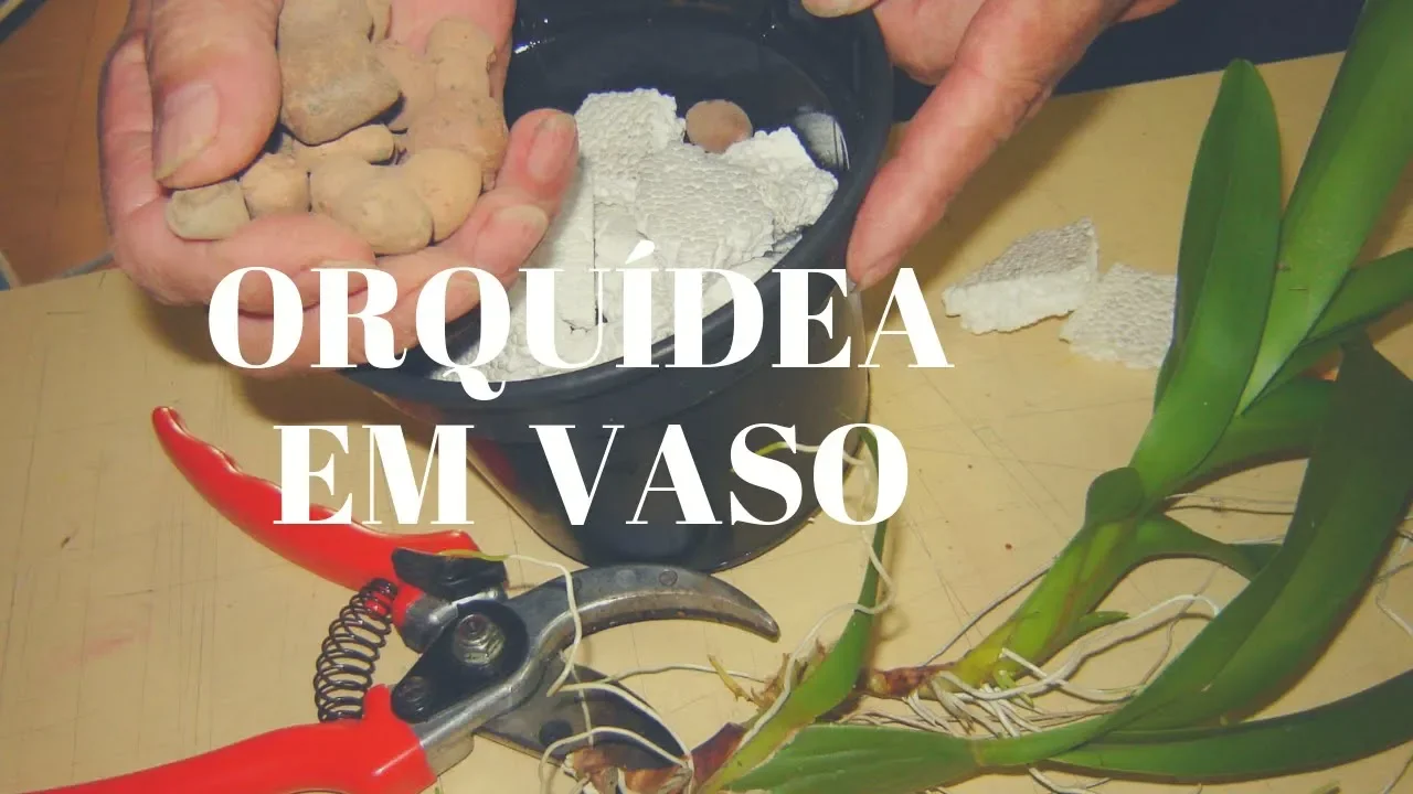 COMO PLANTAR ORQUIDEAS EM VASOS, MUDA DE ORQUIDEA