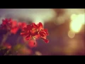 Download Lagu Sheikh Mishary Rashid Alafasy- Surah Ahqaf (RARE)