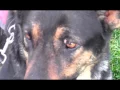 Westside German Shepherd Rescue Short Documentary