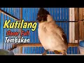Download Lagu Pancingan Burung kutilang gacor full isian cucok ijo 