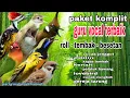 Lagu Masteran Kombinasi Full Isian Tembakan Mewah untuk Semua Burung Murai batu-Cucak ijo