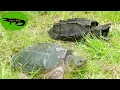 Common Snapping Turtle VS Alligator Snapping Turtle