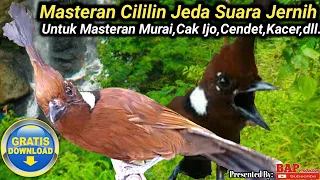Download MASTERAN CILILIN SUARA JERNIH DENGAN JEDA MP3