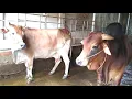 BiG Bull mating s