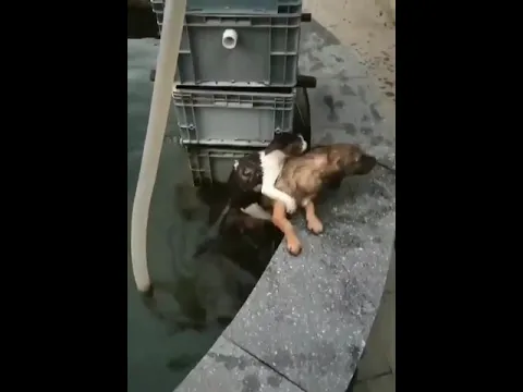 Dog Saves Cat from Water