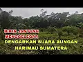 Download Lagu SAAT MANCING DI HUTAN TERDENGAR SUARA HARIMAU SUMATERA