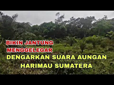 Download MP3 SAAT MANCING DI HUTAN TERDENGAR SUARA HARIMAU SUMATERA