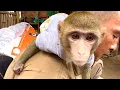 Download Lagu BiBi Monkey \u0026 BR will be back on Green Farm channel