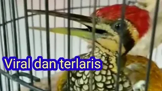 suara panggilan pelatuk bawang
