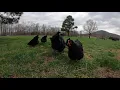 Gorgeous Black Jersey Giant Rooster and His Hens