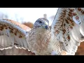 Download Lagu Hawk Sounds | Hawk Sound Effects | Red Tailed Hawk Noises | Hawk Screech | Hawk Calls | No Music