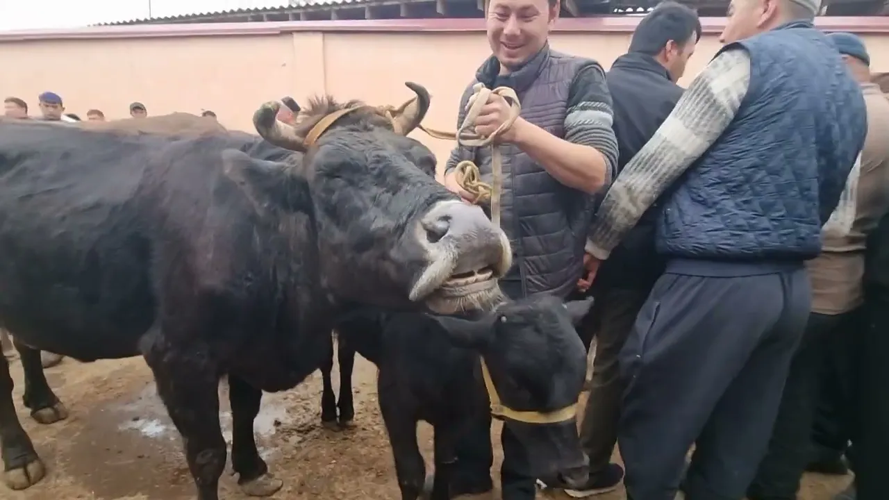 Baraka joydan lavxa