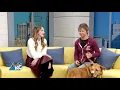 Adoptable ATLAS From Parkville Animal Shelter