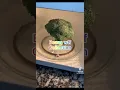 Beans wtf collection