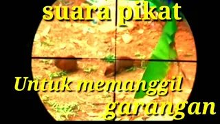 Download Suara pikat untuk berburu garangan || terbaru 2019 MP3