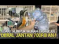 Lagu EDAN LAH ! MURAI JANTAN TROTOLAN DI OBRAL MULAI 700RB AN SEHAT DI FATIR KICAU JAKARTA TIMUR 