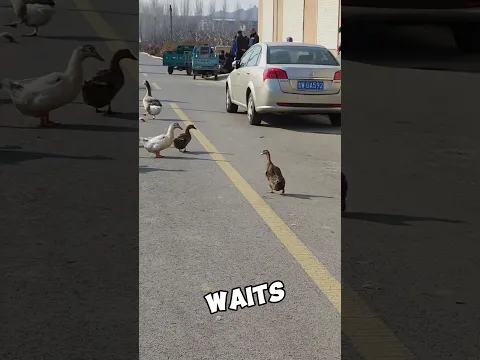 the friendly duck #duck #love #friendship #cute #lovestory #funny #animals