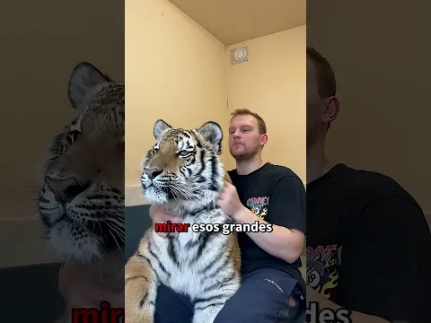 Había un animal enorme esperándolo en casa #tigre #mascota #animals #shorts