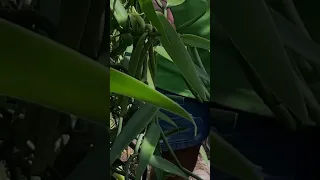 Finding real vanilla! Yum! #sailingfamily #exploring #travel #family #viral