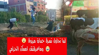 سرقة الحمارة علي طريقة محمد رمضان شاهد للنهاية وليد فليكس  سرقة الحمارة علي طريقة محمد رمضان شاهد للنهاية وليد فليكس