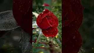 صور ورود رائعه Hanahana1 