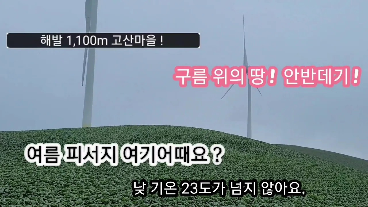 무료차박/구름위의 땅 ! 안반데기 !/고냉지 배추의 최고 생산지/#스타랙스캠핑카 #차박여행 サムネイル