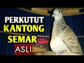 Download Lagu PERKUTUT KANTONG SEMAR ASLI !!!  USIA TUA atau SEPUH