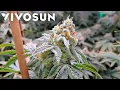 Seed To Harvest - Exotic Genetix Gary Poppins VIVOSUN AreoLight 100W Smart Grow System